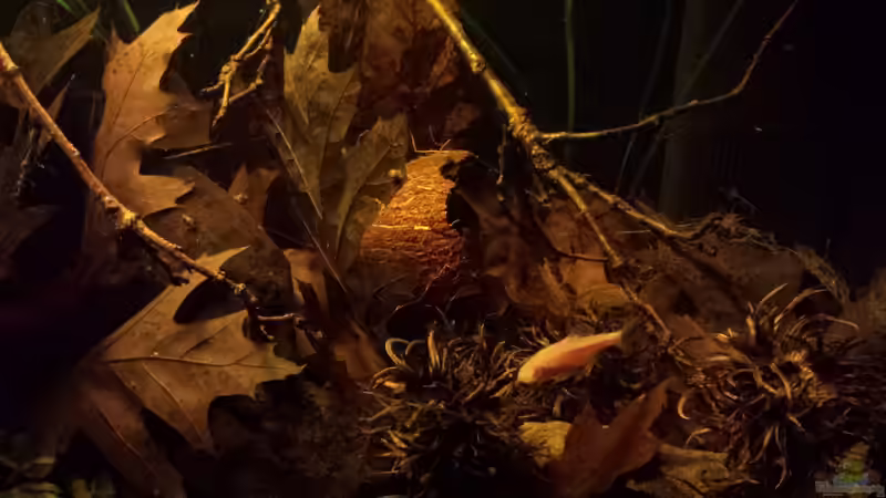 Dekoration im Aquarium Kleine Amerika Räuberwelt von NRW (14)