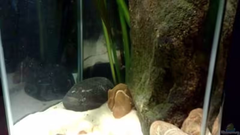 Dekoration im Aquarium kleine Barsche von Chris_R. (18)