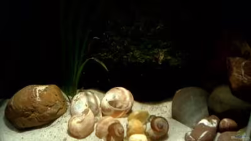 Dekoration im Aquarium kleine Barsche von Chris_R. (19)