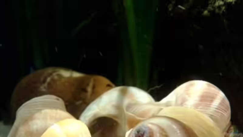 Dekoration im Aquarium kleine Barsche von Chris_R. (20)