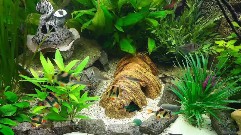 Dekoration im Aquarium Kleine Unterwasserwelt von mcfly (48)