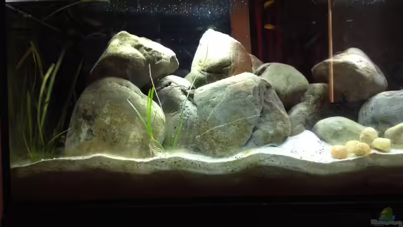 Dekoration im Aquarium Kleiner Tanganjikasee von jules (12)
