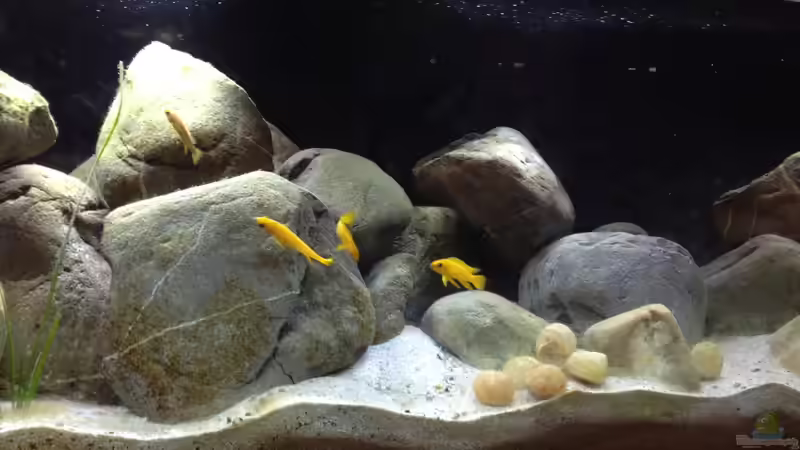 Dekoration im Aquarium Kleiner Tanganjikasee von jules (13)