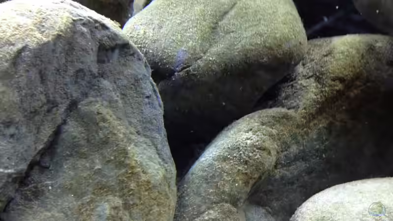 Dekoration im Aquarium Kleiner Tanganjikasee von jules (14)