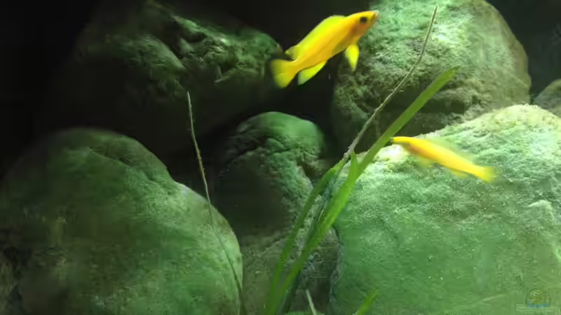 Dekoration im Aquarium Kleiner Tanganjikasee von jules (15)