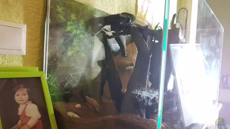 Dekoration im Aquarium Kleines Amazonas Biotop von Kevin Engelsberger (19)