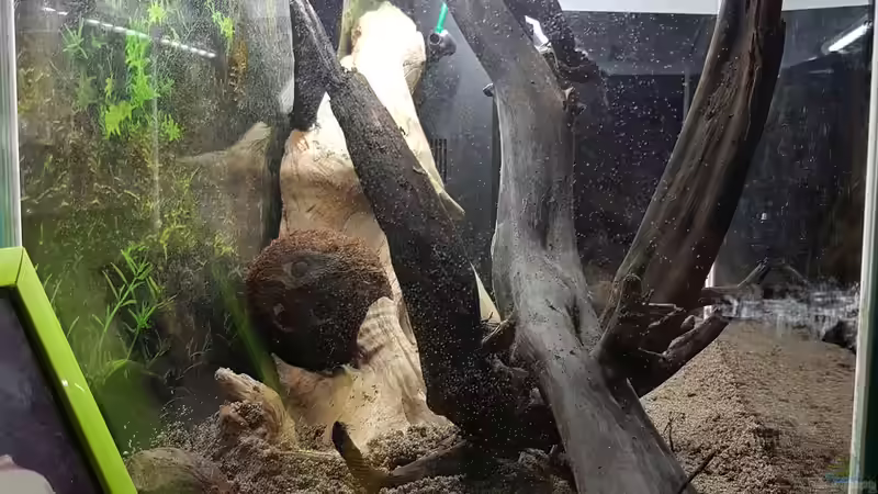 Dekoration im Aquarium Kleines Amazonas Biotop von Kevin Engelsberger (21)