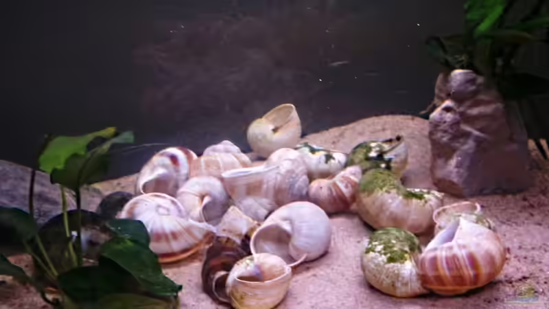 Dekoration im Aquarium kleines Multibecken (N. multifasciatus) von Exotist (19)