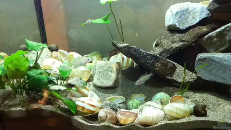 Dekoration im Aquarium kleines Multibecken (N. multifasciatus) von Exotist (22)