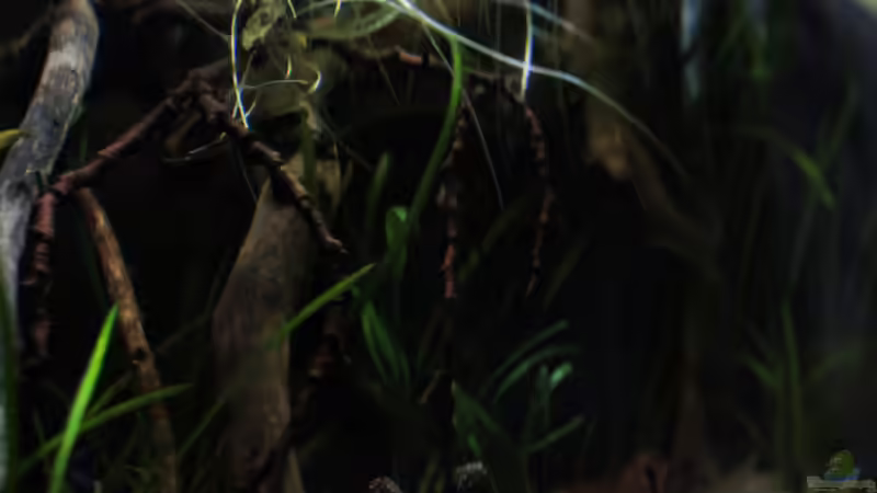 Dekoration im Aquarium kleines schwarzes von die Perle... (16)