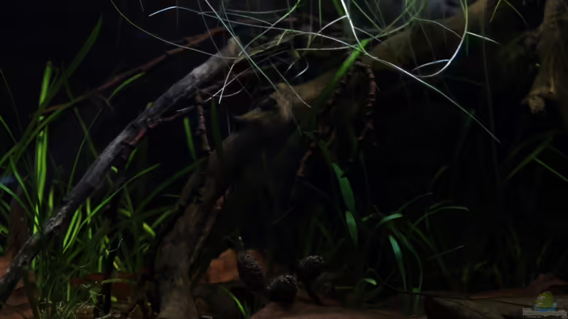 Dekoration im Aquarium kleines schwarzes von die Perle... (17)