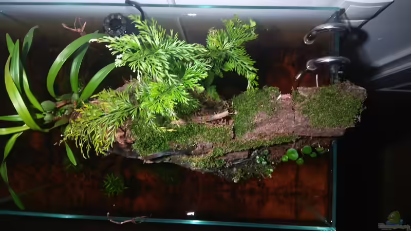 Dekoration im Aquarium kleines Schwarzwasser von CzudemP (13)