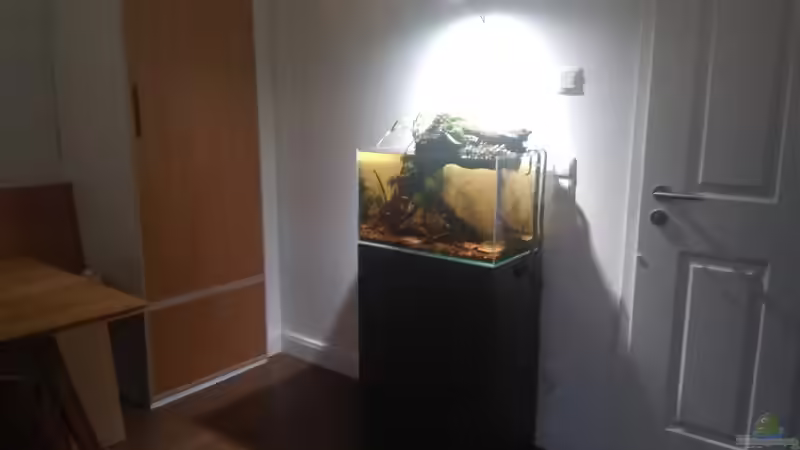 Dekoration im Aquarium kleines Schwarzwasser von CzudemP (16)