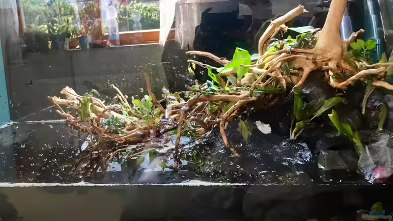 Dekoration im Aquarium kleines Südamerika von Jule (16)