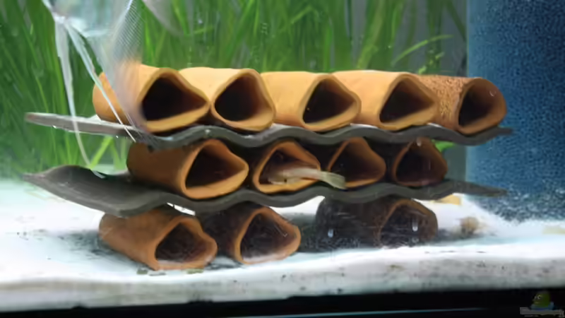 Dekoration im Aquarium Kleines Südamerika von Panda (6)