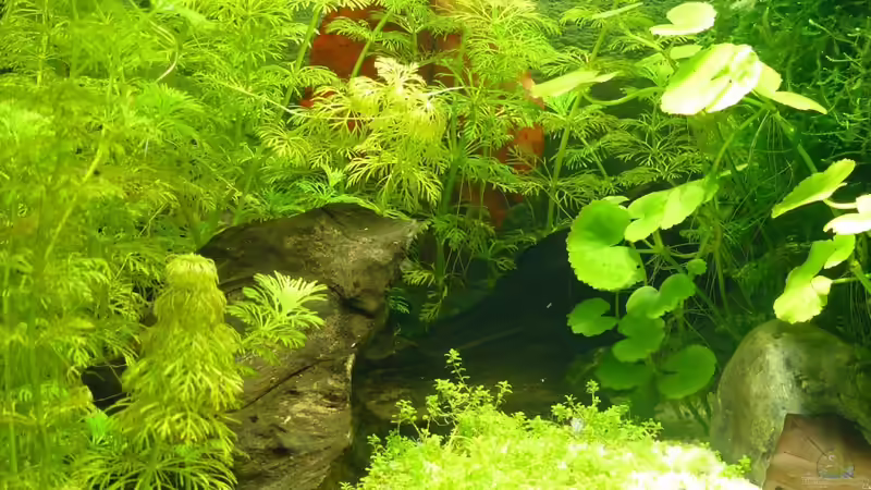 Dekoration im Aquarium kleines Weißes von A. G. (14)