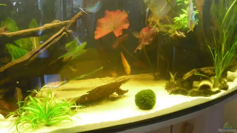 Dekoration im Aquarium Knutis Kumpels / Südamerika von nemo0109 (21)