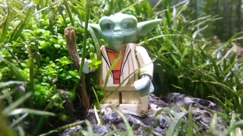 Dekoration im Aquarium Kölle Zoo von Koelle-Zoo (10)