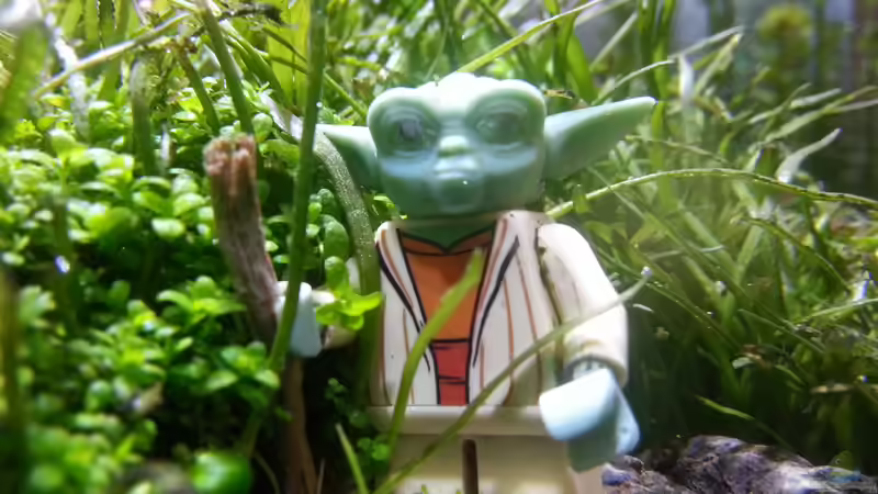 Dekoration im Aquarium Kölle Zoo von Trimmy (9)