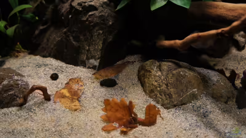 Dekoration im Aquarium Kongo River von Mario Köppl (15)