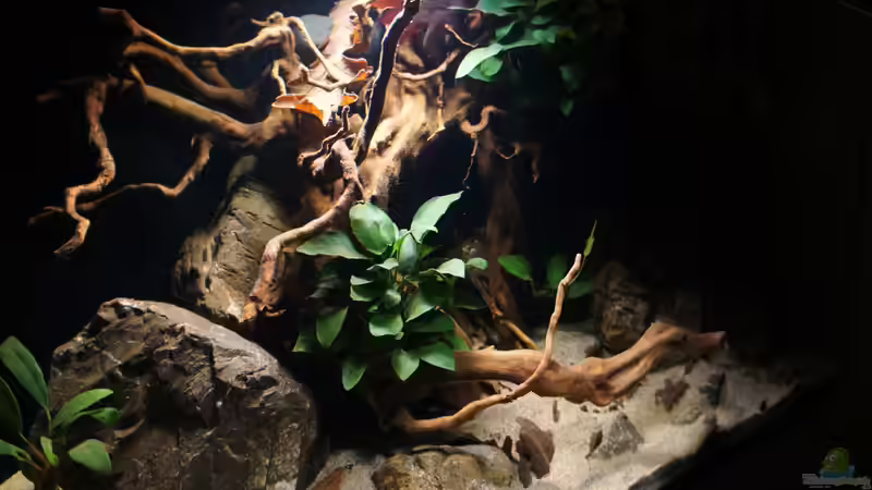 Dekoration im Aquarium Kongo River von Mario Köppl (16)
