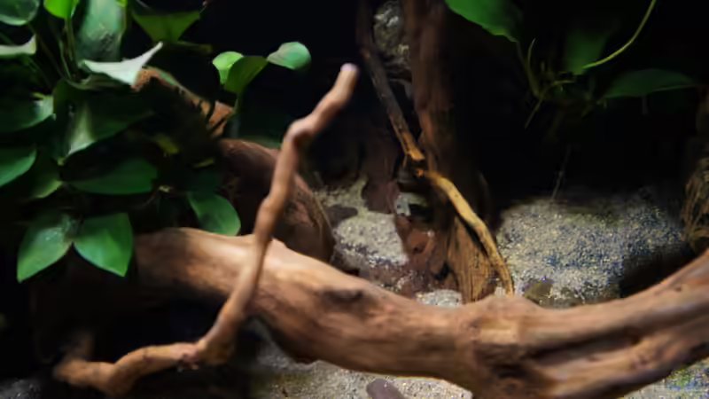 Dekoration im Aquarium Kongo River von Mario Köppl (17)