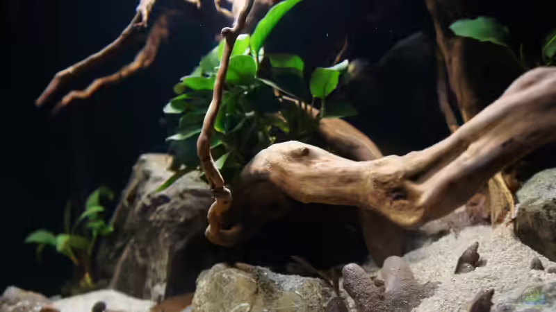 Dekoration im Aquarium Kongo River von Mario Köppl (18)