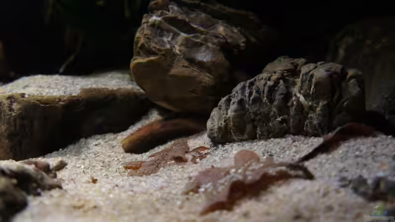 Dekoration im Aquarium Kongo River von Mario Köppl (19)