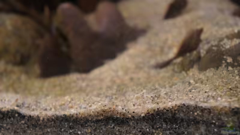 Dekoration im Aquarium Kongo River von Mario Köppl (20)