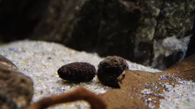 Dekoration im Aquarium Kongo River von Mario Köppl (21)