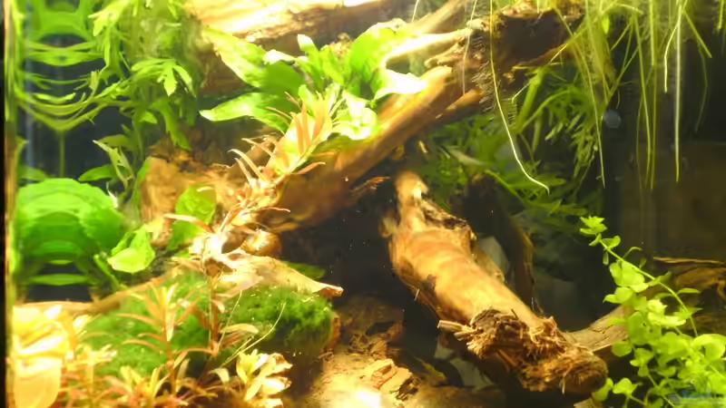 Dekoration im Aquarium Krebs-Honeymoon Villa  ( Bora-Bora ) von Sailfish (6)