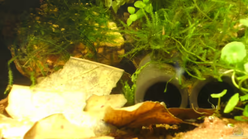 Dekoration im Aquarium Krebs-Honeymoon Villa  ( Bora-Bora ) von Sailfish (7)