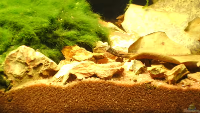 Dekoration im Aquarium Krebs-Honeymoon Villa  ( Bora-Bora ) von Sailfish (8)