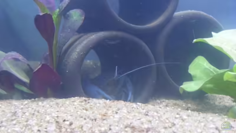 Dekoration im Aquarium Krebsbecken von TheLegacy94 (7)