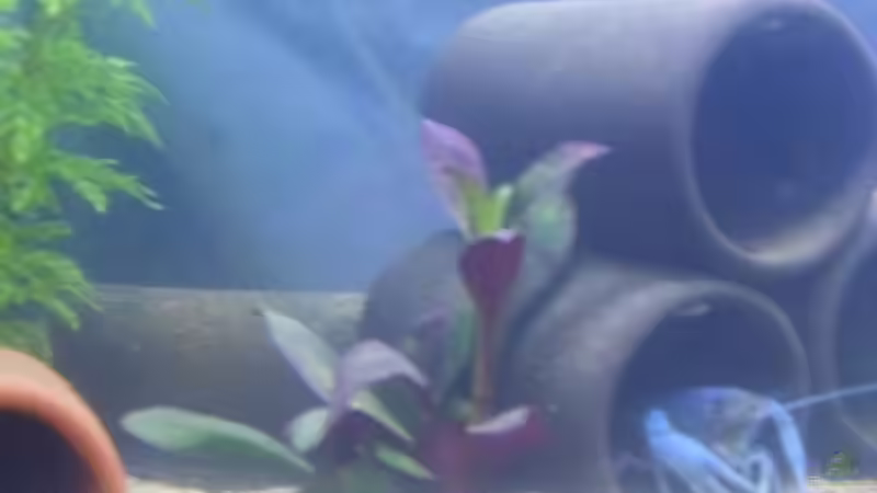 Dekoration im Aquarium Krebsbecken von TheLegacy94 (8)