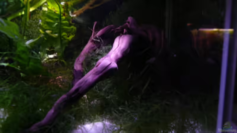 Dekoration im Aquarium Krebse Aufzucht II von Cichlid Power (7)