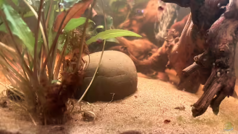 Dekoration im Aquarium Küchen-Aquarium von Thilo (12)