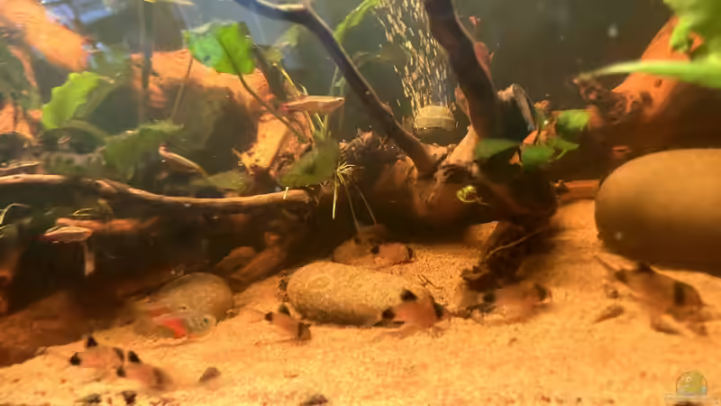 Dekoration im Aquarium Küchen-Aquarium von Thilo (13)