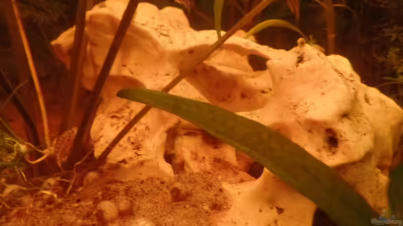 Dekoration im Aquarium Kunterbunt von raubsau (41)