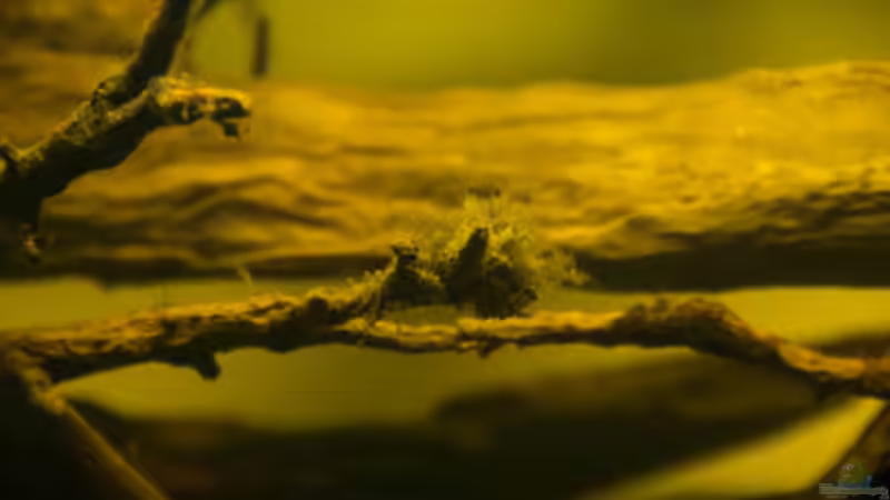 Dekoration im Aquarium L 201 von Cichlid Power (5)