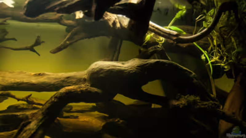 Dekoration im Aquarium L 201 von Cichlid Power (6)