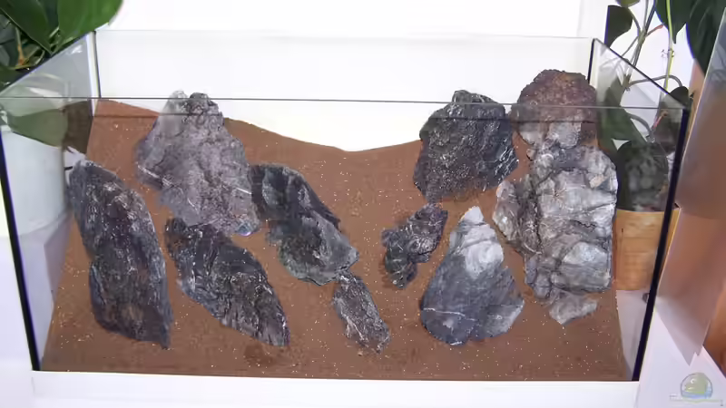 Dekoration im Aquarium Lady Liquid von Fredo Fuss (11)