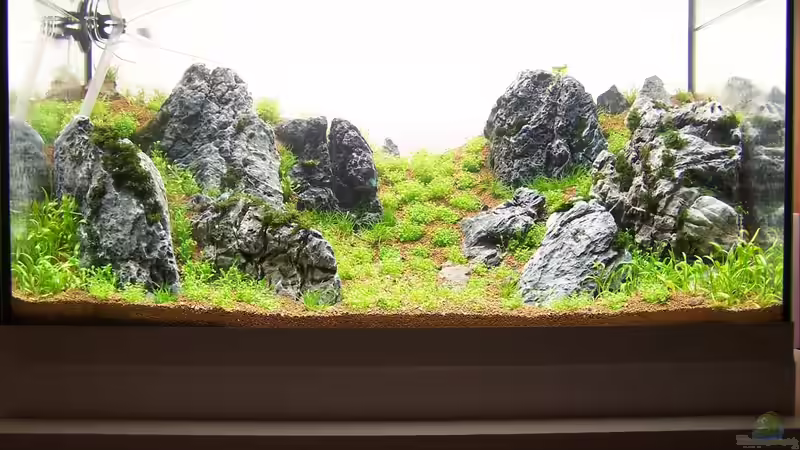 Dekoration im Aquarium Lady Liquid von Fredo Fuss (13)