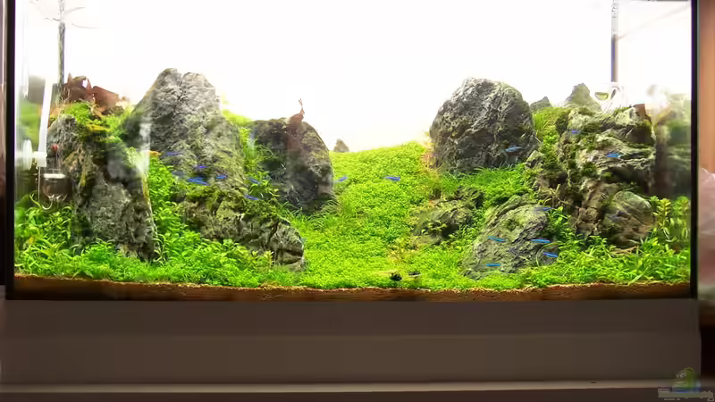 Dekoration im Aquarium Lady Liquid von Fredo Fuss (14)