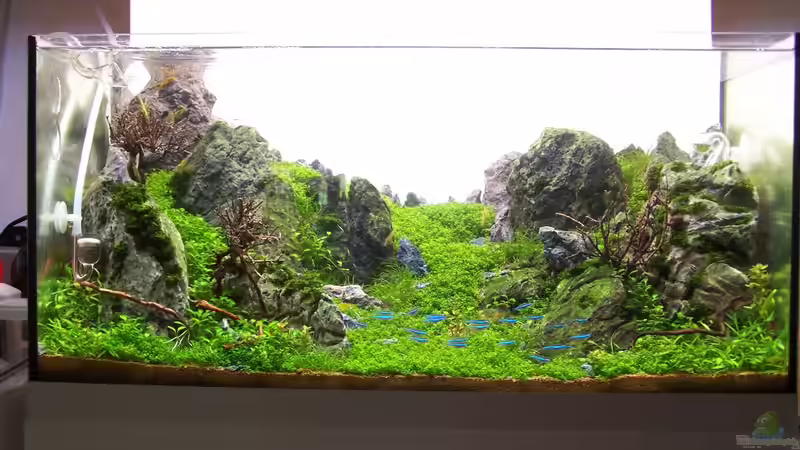 Dekoration im Aquarium Lady Liquid von Fredo Fuss (15)