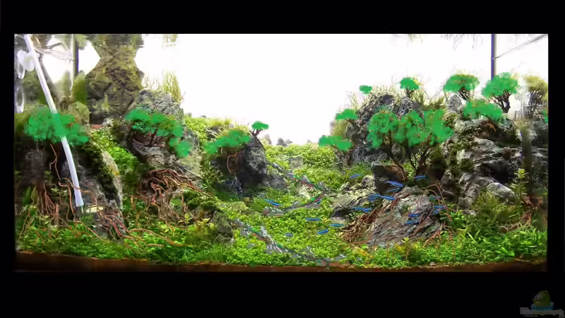 Dekoration im Aquarium Lady Liquid von Fredo Fuss (16)