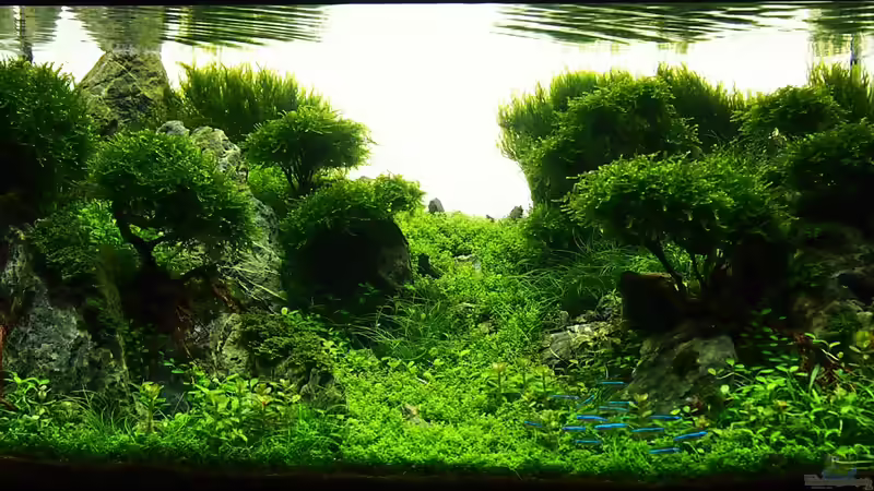 Dekoration im Aquarium Lady Liquid von Fredo Fuss (18)