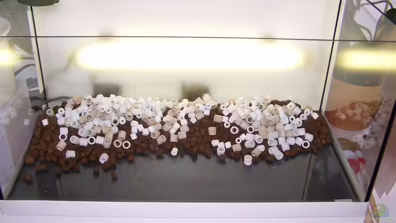 Dekoration im Aquarium Lady Liquid von Fredo Fuss (9)