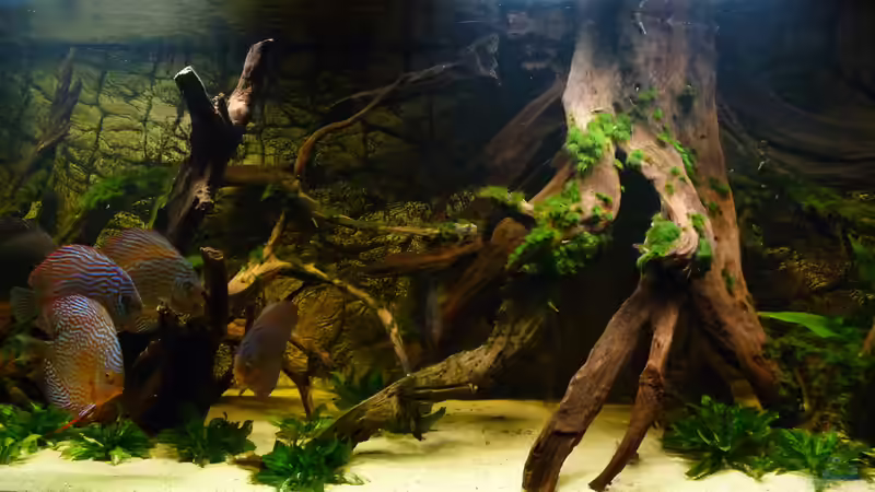 Dekoration im Aquarium Lago Pampo (aufgelöst) von carkl (12)