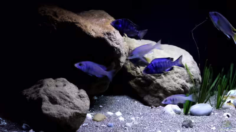 Dekoration im Aquarium Lake Malawi 3.0 - Sandzone von Florian Bandhauer (49)